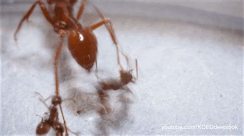 ant cum|Tight pussy slut letting ants to eat her pussy